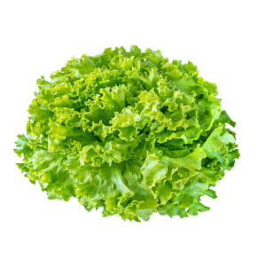 Alface Crespa