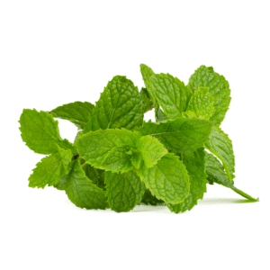 Hortelã